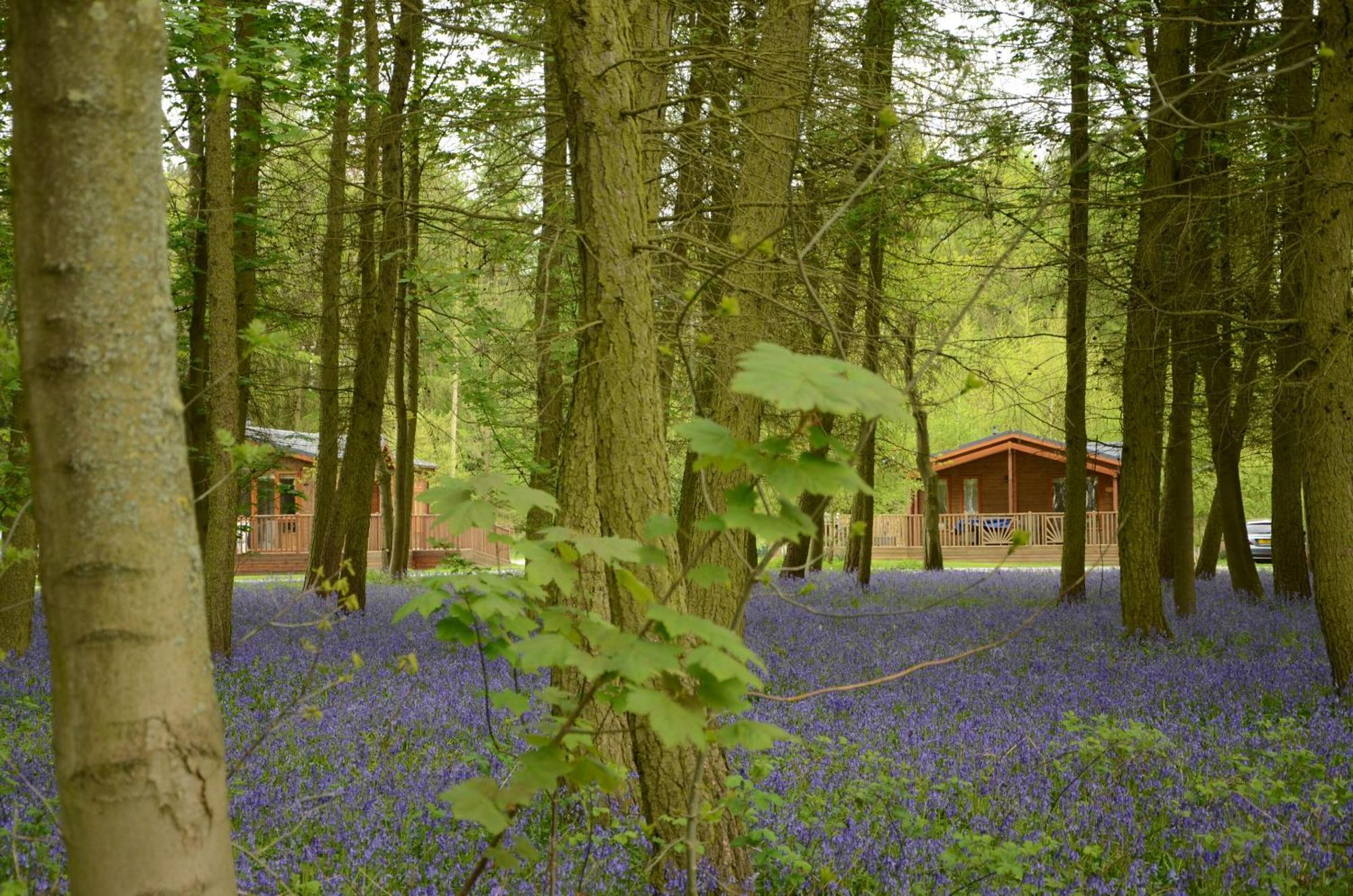 Lodge Hollicarrs - Newlands *